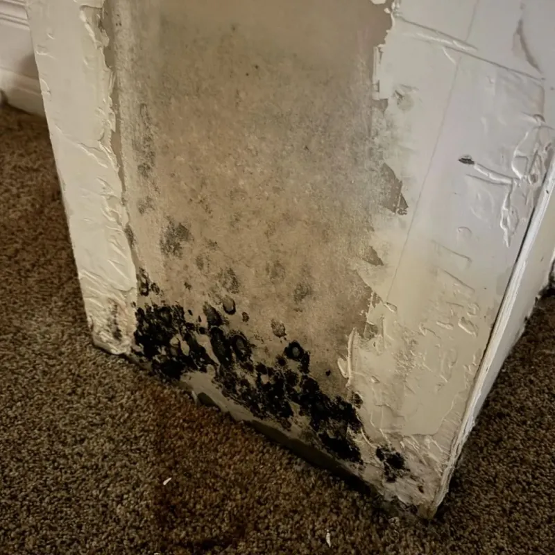Professional Mold Removal in Breckenridge, MI